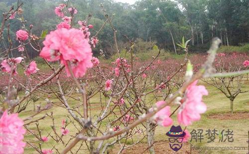 八字神煞看桃花
