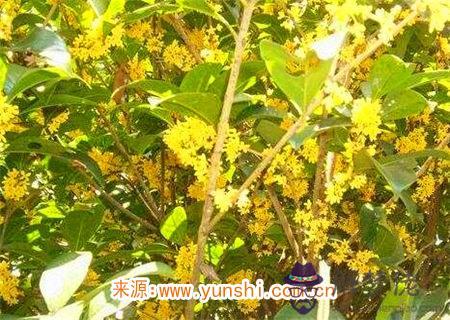 庚金生于酉月命理解析