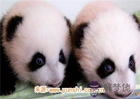 容易生雙胞胎的八字特征