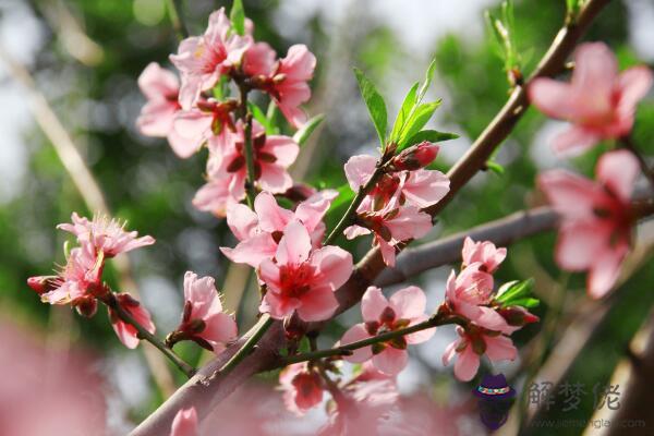 天喜桃花是什麼意思 中年人緣好晚年孤獨