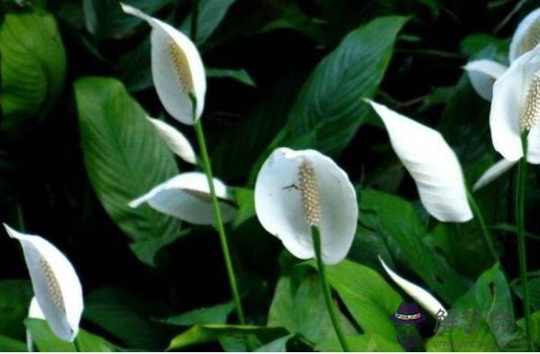客廳擺什麼花旺風水 這5種花可招財