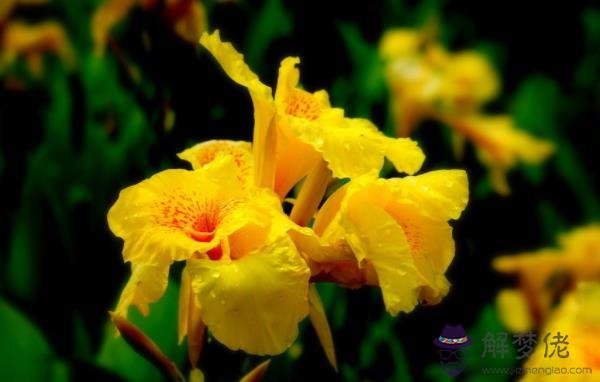 客廳擺什麼花旺風水 這5種花可招財