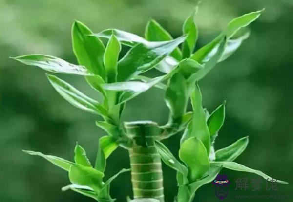 客廳擺什麼花旺風水 這5種花可招財