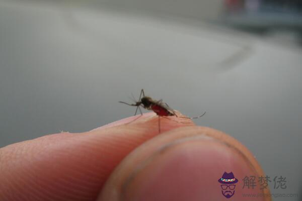 蚊子喜歡什麼血型 蚊愛的類型