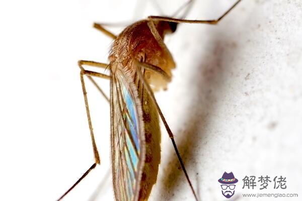 蚊子喜歡什麼血型 蚊愛的類型