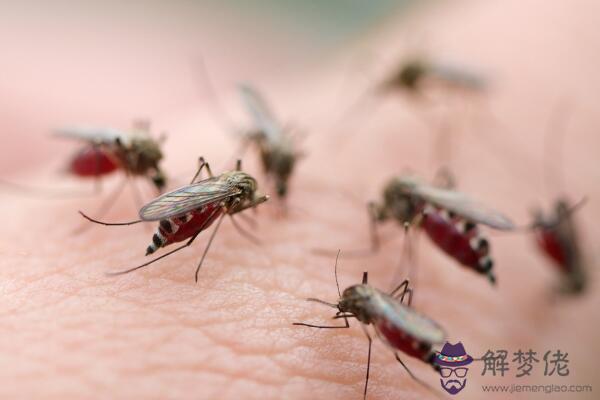 蚊子喜歡叮咬什麼血型的人 最招蚊子喜歡的人