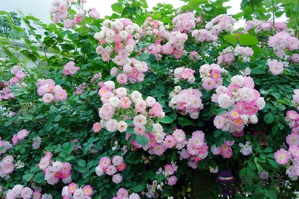 薔薇和玫瑰的花語各是什麼 關于愛情的花卉