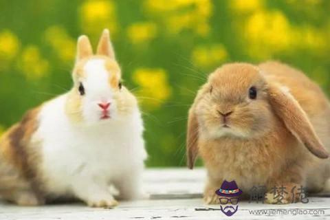 屬兔的最佳配偶是哪些？