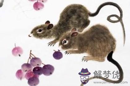 屬鼠女孩凌晨五點出生好嗎 有什么特征