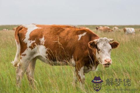 注定可以成大事的四大生肖