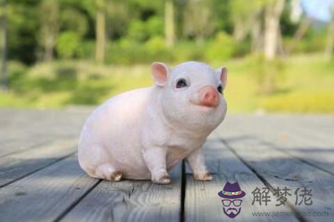 1947年出生75歲生肖豬男2021年運勢 47年今年運氣如何