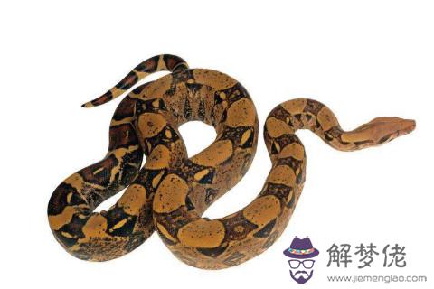 在蛇年出生的人一生命運如何？