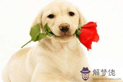 生肖狗和生肖猴的合財嗎？