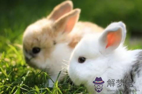 2020年屬兔人佩戴什么開運吉祥物吊墜和手鏈首飾好