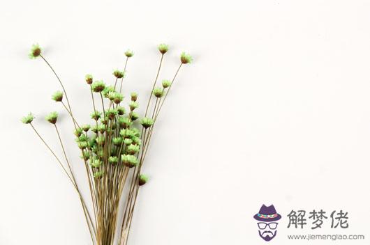 屬雞的人在2019年的健康運勢如何g