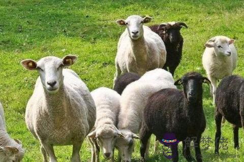 屬羊人2021年運勢運程 2021年屬羊人的全年每月運勢及完整版
