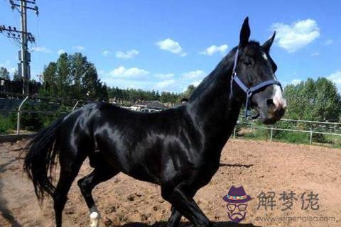 屬馬的2021年運勢運程 牛年屬馬人每月運程詳解
