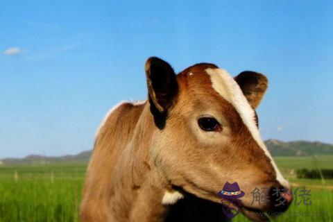 2021年出生的屬牛的人命好嗎？牛年屬牛幾月份出生最好命