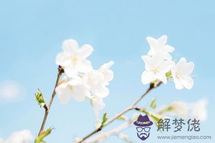 屬兔的人在2019年年底前能不能發財？旺財吉祥物有哪些？(圖文)