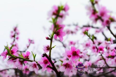 八字帶桃花怎麼看  八字帶桃花的女人怎麼樣