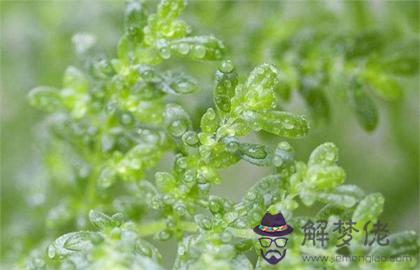 2020年雨水出生的人好嗎命運好不好,貴人運旺不旺？(圖文)