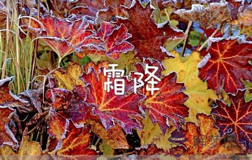 結婚日子趕上霜降好嗎 結婚吉日選擇宜忌！(圖文)