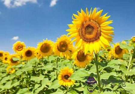 2019年農歷十月最后一天十月廿九是不是出行吉日？(圖文)
