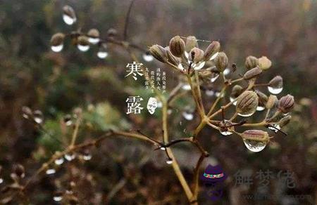 2019年九月初十寒露是遷墳吉日嗎,關于寒露下雨的諺語推薦！(圖文)