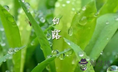 白露節氣的含義簡介,白露節氣是什麼來歷?(圖文)