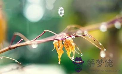 2019年白露還熱嗎 白露出生的豬寶寶好嗎？(圖文)