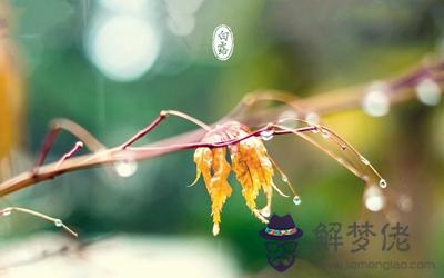 白露是秋天的第幾個節氣？白露過后是什麼節氣？(圖文)