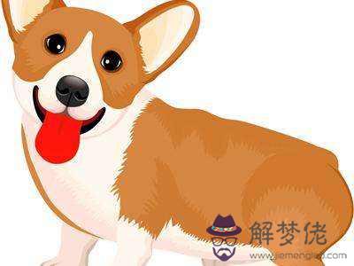 卯時出生的屬狗的命運分析大全(圖文)