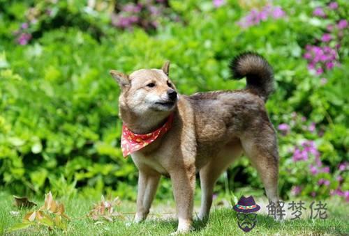 亥時出生的生肖狗會怎麼樣？(圖文)