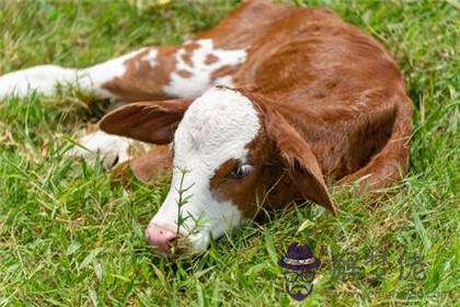 六月份的牛寶寶最好命嗎 幾月出生最好