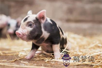 屬龍養什麼動物最旺 養什麼寵物能旺運