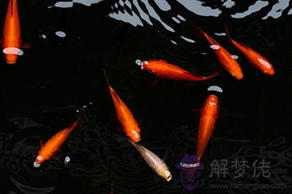 適合養魚的屬相有哪些 十二生肖的養魚吉位