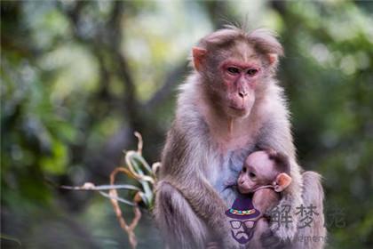 父親屬猴兒子屬豬好嗎 豬寶寶哪天出生好