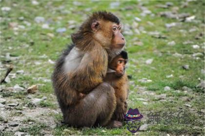 為什麼屬猴的人沒有人愛 屬猴人容易離婚嗎