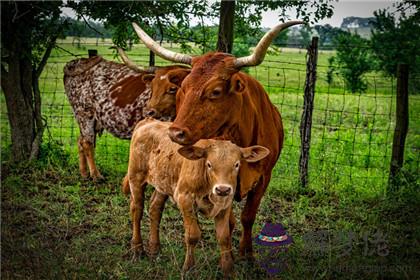 屬牛的寶寶和什麼屬相的父母相克