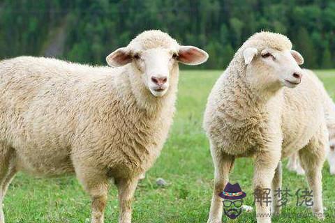 屬羊的農歷六月是什麼命