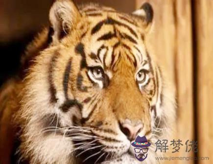 怎麼和屬虎人和睦相處