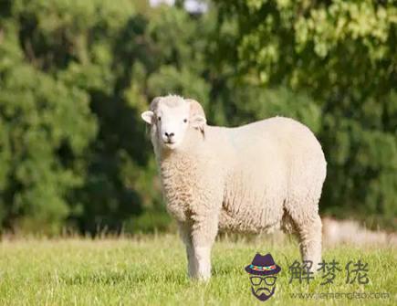 屬羊人適合和什麼屬相交朋友