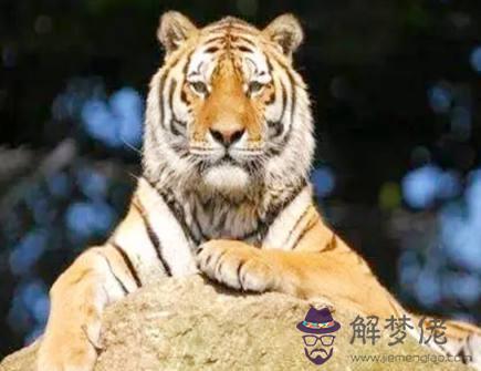 屬虎男適合什麼樣的工作