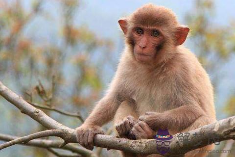 屬猴人最富貴的出生時辰有哪些