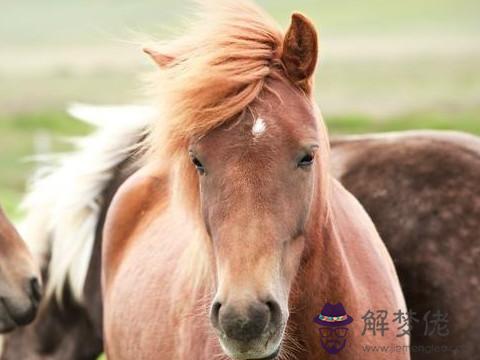 生肖屬馬天蝎座是什麼性格