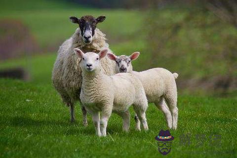 男命屬羊的幾月出生最好命最福氣