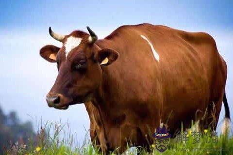 屬牛幾月生是一等命 屬牛幾月最有福氣