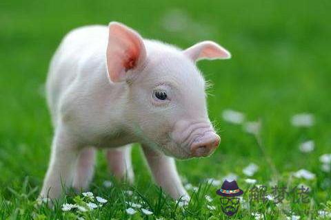 屬豬農歷幾日生的好命 農歷幾日出生的屬豬人財運好
