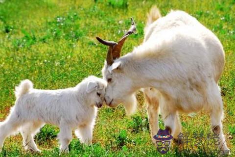 出生月份看一等命的屬相羊 屬羊的幾月出生最好命