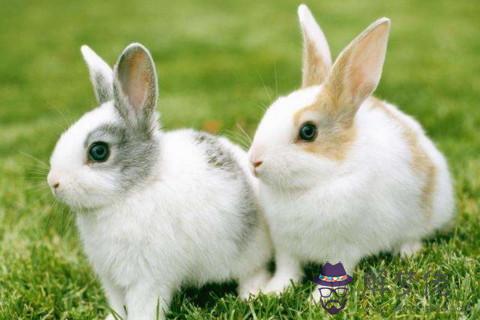 農歷十一月的兔 屬兔的人十一月生的命運怎麼樣
